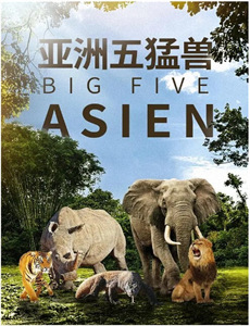 二战意大利彩胶